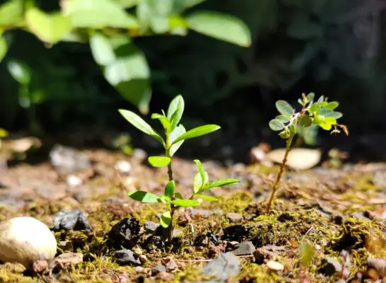 Plant sprouts coming out of rocky ground