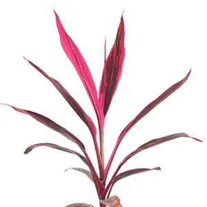 Cordyline Ruby from Fernlea’s Garden Tropics, tropical greenhouse-grown red Ti plant with bold pink leaves for patios and gardens in Ontario.