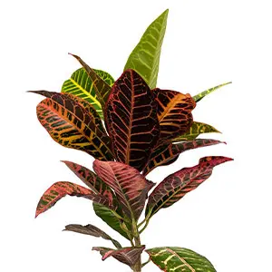 Croton Petra from Fernlea’s Garden Tropics, greenhouse-grown tropical plant with colourful red, orange, and green leaves for Ontario gardens.