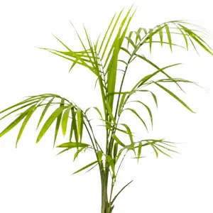 Areca palm indoor plant from Fernlea Garden Tropics, available at garden centres across Ontario.