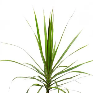 Dracaena marginata from Fernlea’s Garden Tropics collection, greenhouse-grown tropical for summer patios in Ontario and Canada.