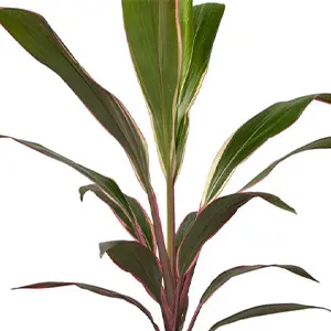 Cordyline Pink Diamond from Fernlea’s Garden Tropics, tropical plant with green and pink variegated leaves grown in Ontario greenhouses.