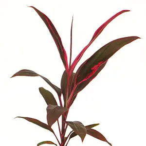 Cordyline Red Sister from Fernlea’s Garden Tropics, greenhouse-grown tropical plant with rich red foliage for Ontario and Canada gardens.