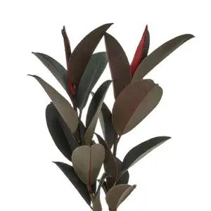 Ficus Elastica Burgundy from Fernlea’s Garden Tropics, tropical rubber plant with deep burgundy leaves grown in Ontario greenhouses.