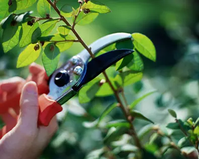 Garden clippers used for pruning stems and deadheading flowers.