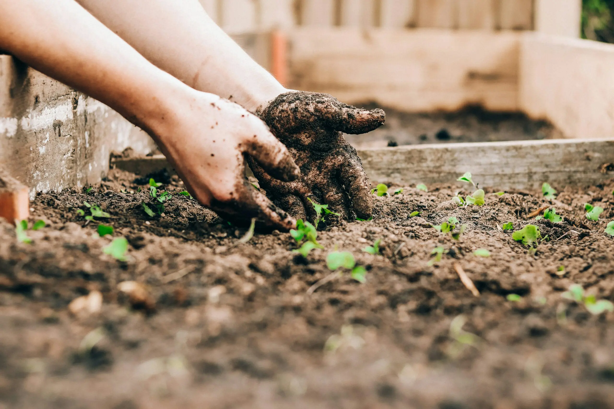 hands in soil with sprouts all around in a garden bed