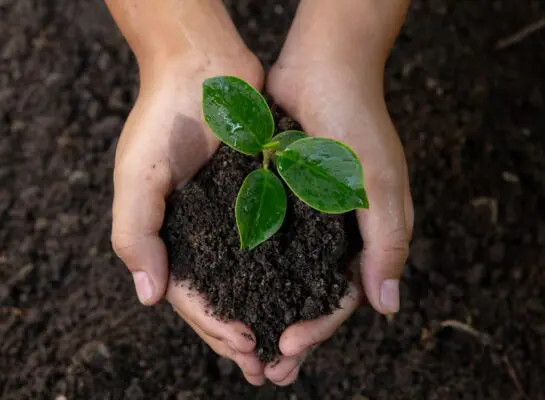 hands holding soil with the seedling in it