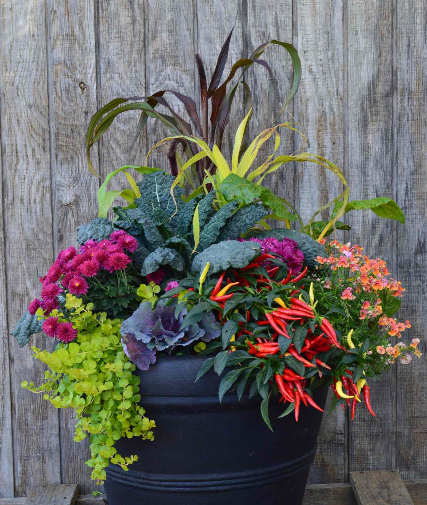 Final Thoughts: Gardening With Colour