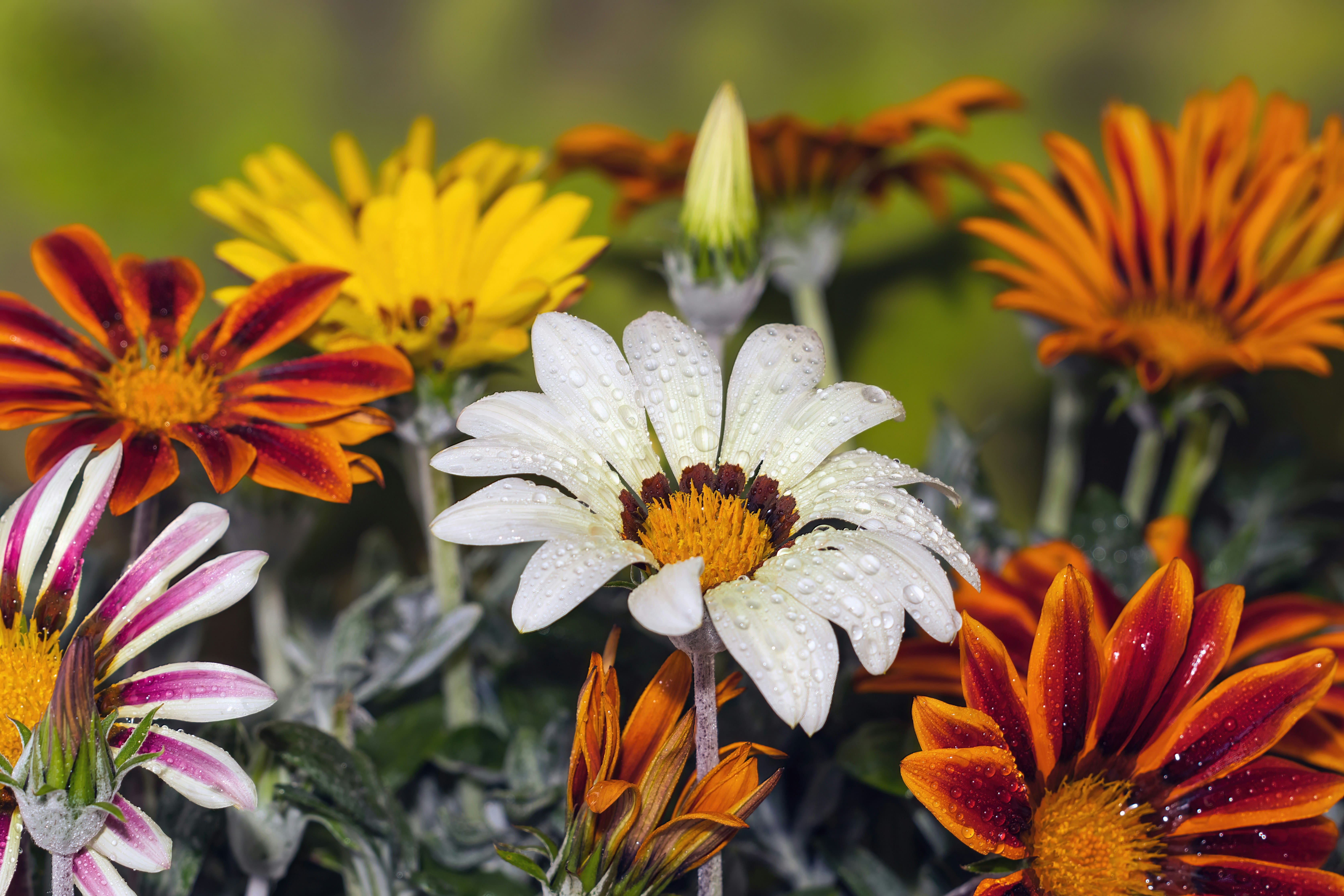 White, orange, and yellow daisys with water drops on them in a garden