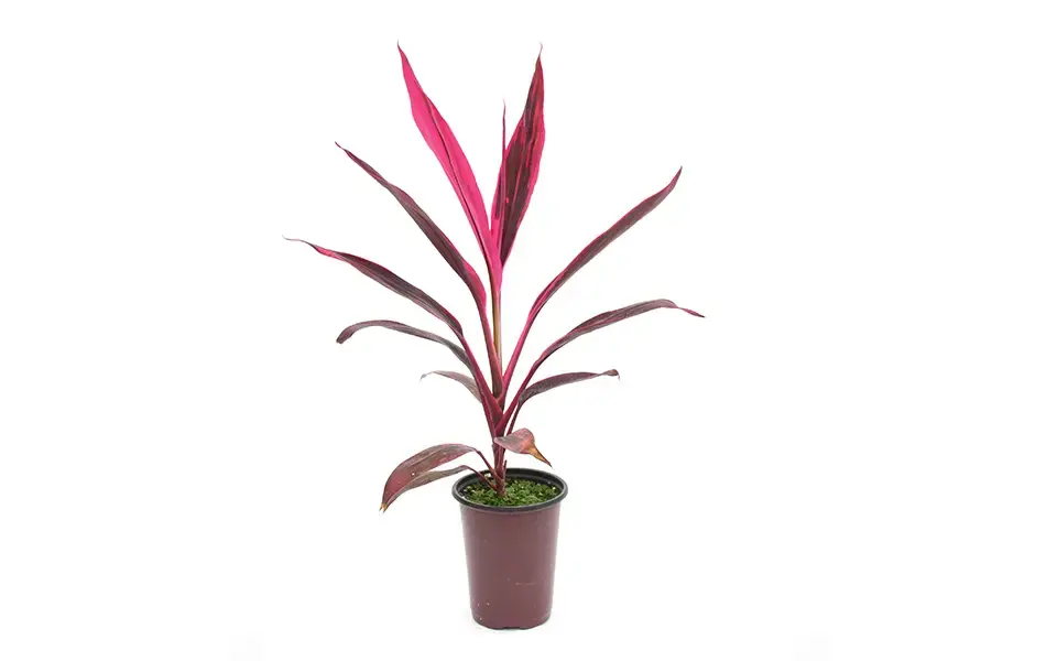 Tropic Plant