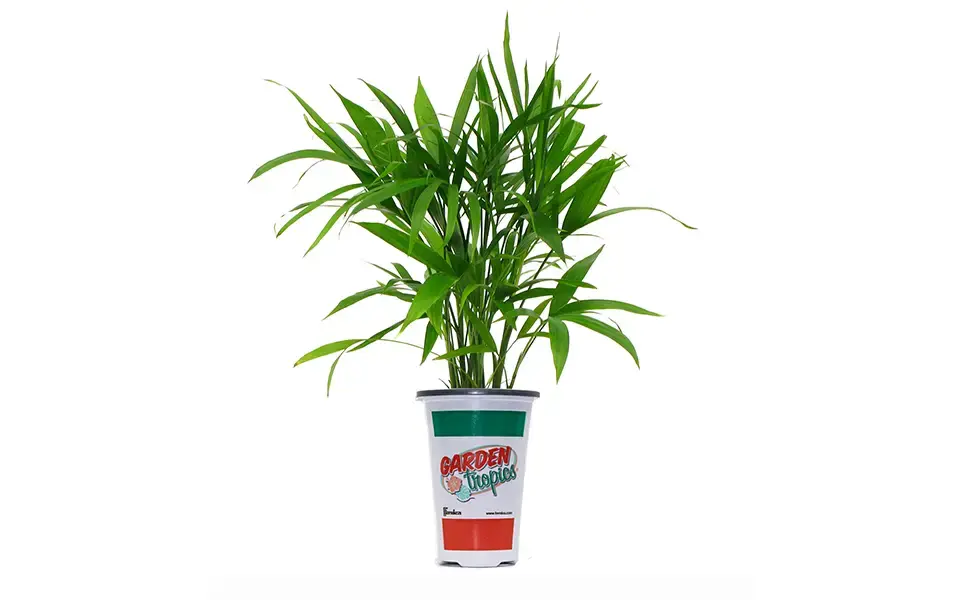 Tropic Plant