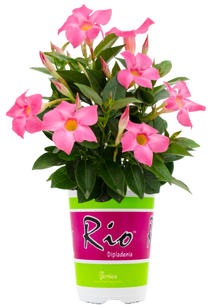 Rio Plant