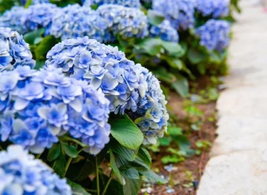 Blue hydrangeas