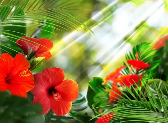 A sun ray shining on hibiscus flowers.
