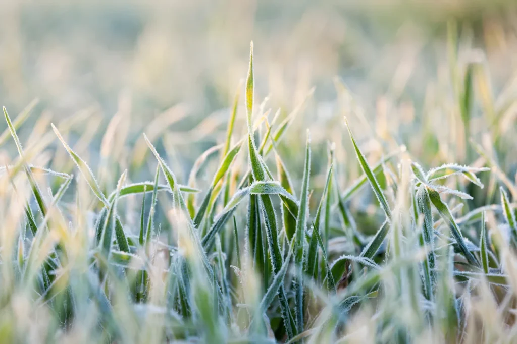 Frost on grass.