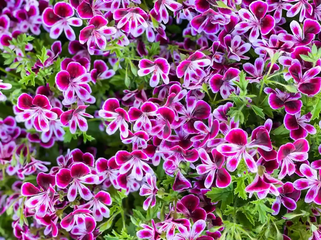A large amount of angel pelargoniums flowers.
